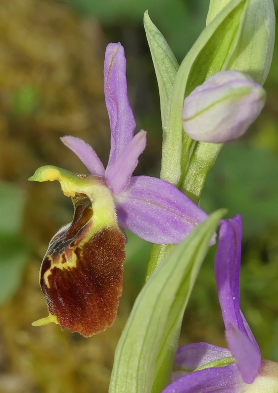 Le splendide Ophrys crabronifera e idinosauri! Esperia (Fr)